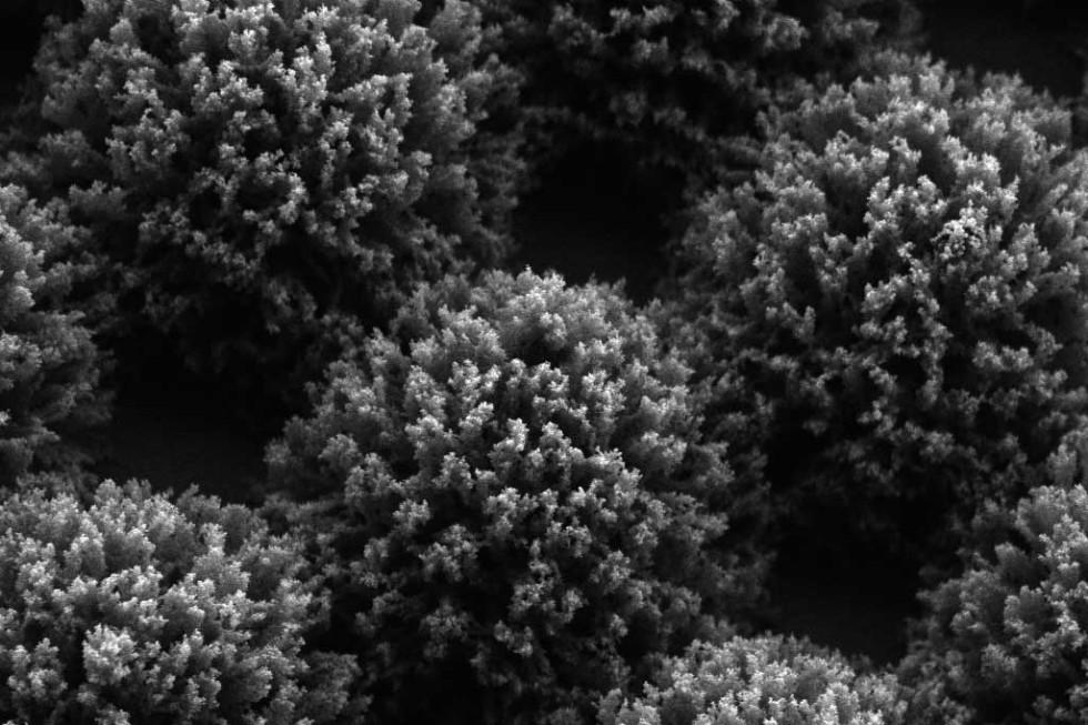 geminisem-crisp_image.jpg
